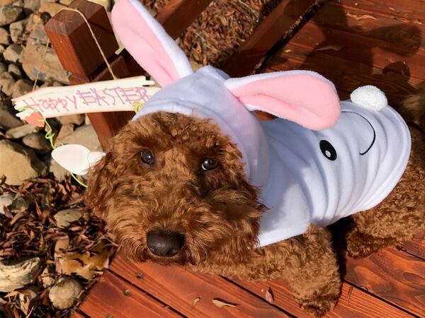 Bachi King, seen here dressed as the Easter Bunny, lives in Atlanta's Virginia Highland neighborhood. (Courtesy photo)