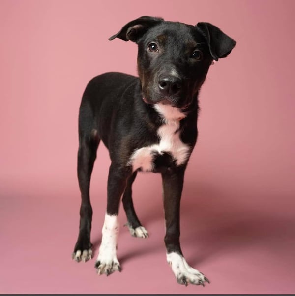 Carti is on the at-risk list for Fulton County Animal shelter, meaning if he is not adopted by 8 p.m. on Monday Dec. 30, he will likely be euthanized.