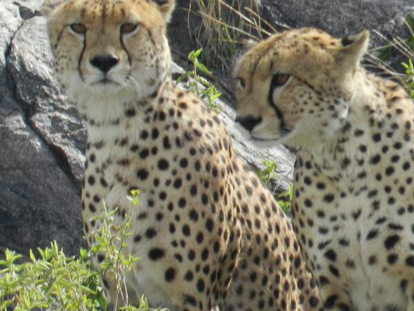 "Two Cheetah brothers, the fastest land animal, at rest but looking out for their next meal in the Serengeti," wrote Glen Gesler of Milton.