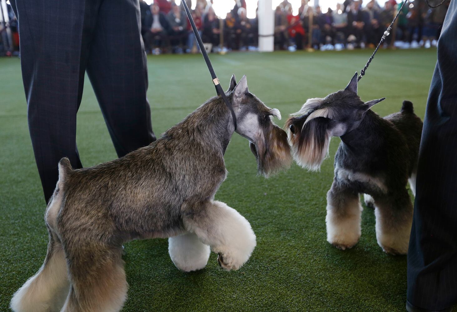 Photos: Westminster Dog Show 2018: Bichon frisé Flynn crowned best in show