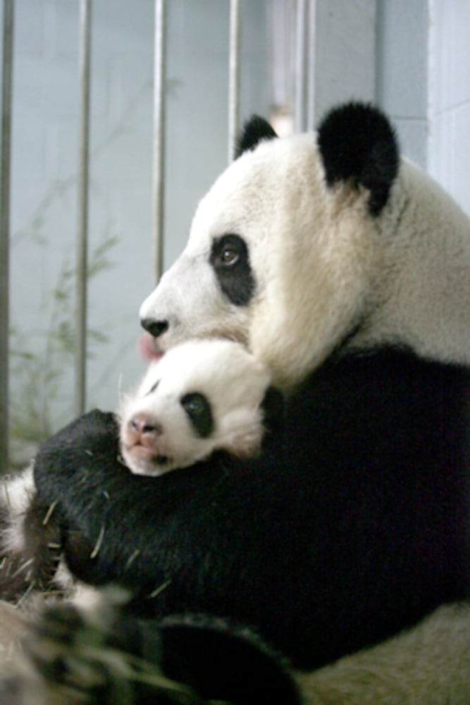 Favorite photos of the pandas