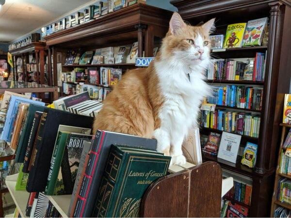 Dante, one of Horton's four cats, was named for writer Dante Alighieri, who wrote "The Divine Comedy" in the 1300s. Photo: Courtesy of Horton's Books & Gifts