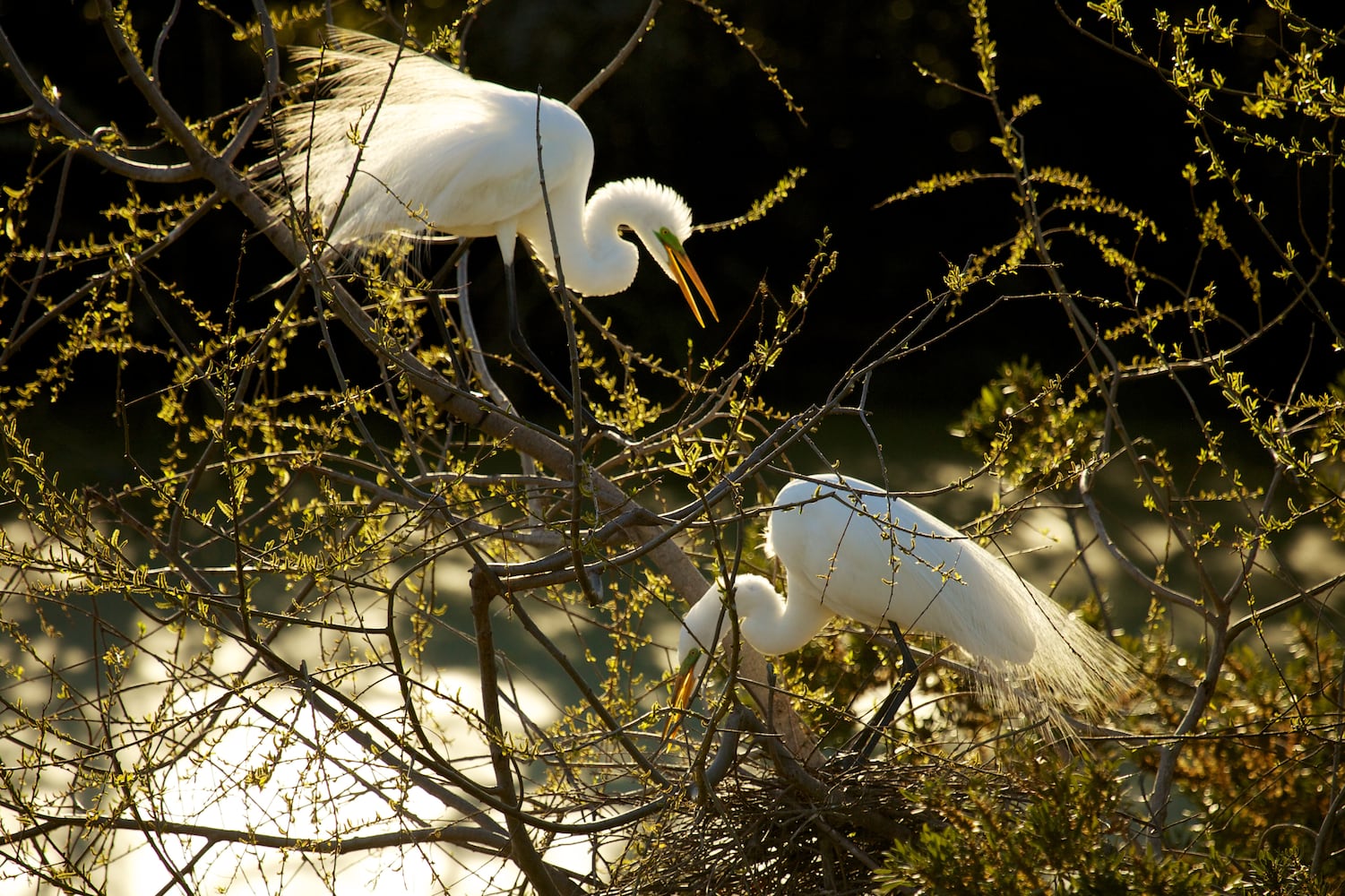 Little St. Simons Island by Britt Brown