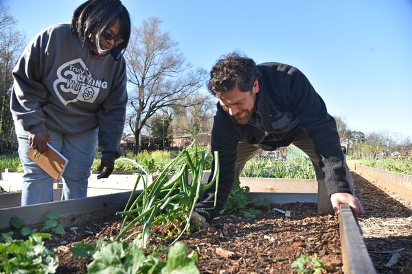 Cambardella (right) and Carol Hunter, chief administrative officer at Truly Living Well Center for Natural Urban Agriculture, harvest green onions at the Collegetown Garden. HYOSUB SHIN / HSHIN@AJC.COM