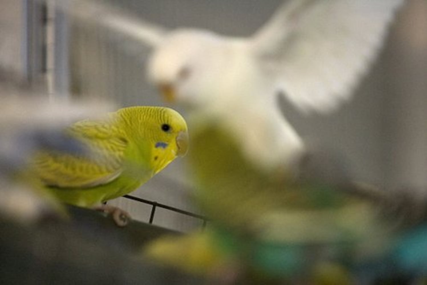 Zoo Atlanta's new aviary