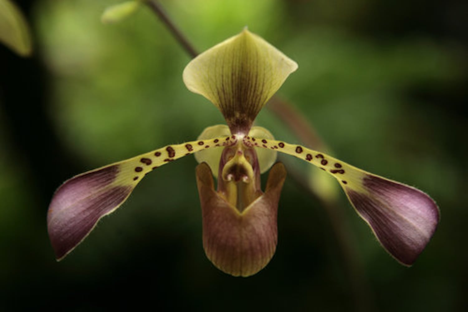 Exhibit puts visitors in 'Orchid Daze'