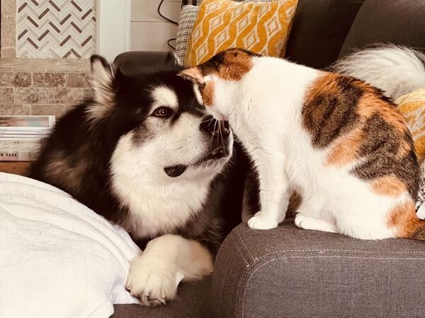 Balto (left) and Itsy Romman, two of the four four-legged friends who live with state Rep. Ruwa Romman, D-Duluth. (Courtesy photo)