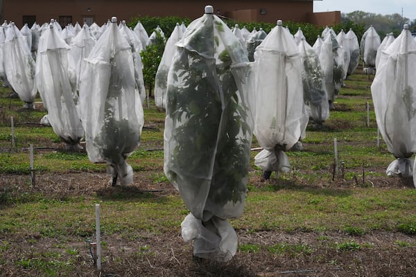 Individual protective covers shield young orange trees from the Asian citrus psyllid, which carry citrus greening disease, Tuesday, Feb. 18, 2025, in Lake Wales, Fla. The shields remain on the trees for years. (AP Photo/Marta Lavandier)