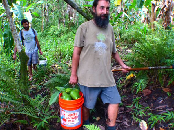 The avocado harvest: John and Adrian on I'olani Farm. (Brian J. Cantwell/Seattle Times/TNS)