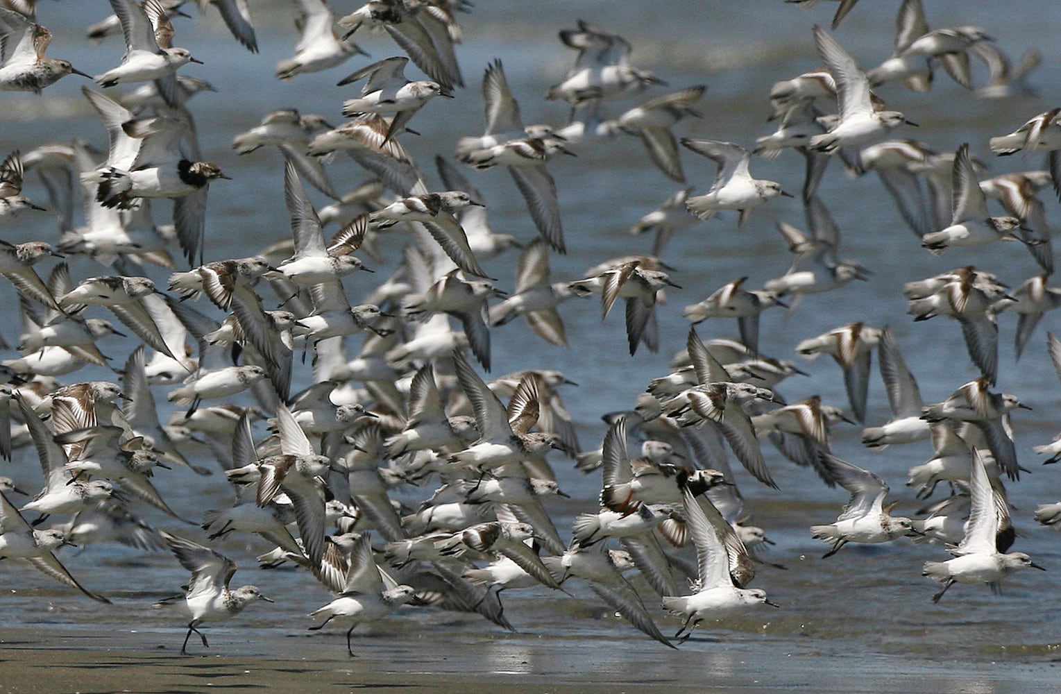 Coastal birds of Georgia