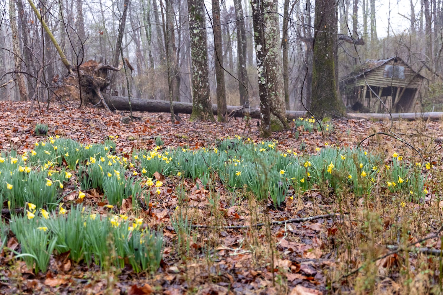 Rowan study suggests preservation of historical Dacula