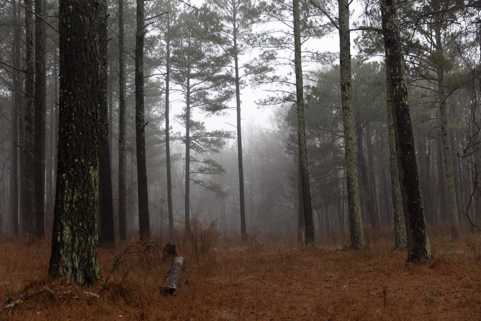 A University of Georgia study recently outlined the history and need for preservation of a tract of land in eastern Gwinnett that runs near GA 316.  The area includes about 2,000 acres and includes a farmhouse from 1894, a water well, one of the oldest dirt road in the state and several homesteads where only a chimney or dandelions remain as a marker on Thursday, Feb 3, 2022.  The Rowen Study suggests environmentally conscious development with trails and historical highlights.  (Jenni Girtman for The Atlanta Journal Constitution)