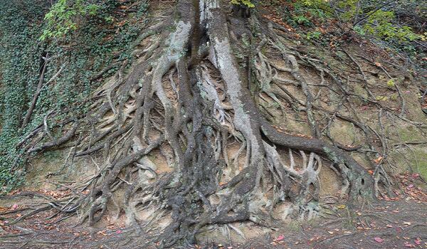 Sylvia Small of Atlanta shared this photo she said "Is not scary at all! Known as The Medusa Tree, it is located at Falls Park on the Reedy in Greenville, South Carolina."