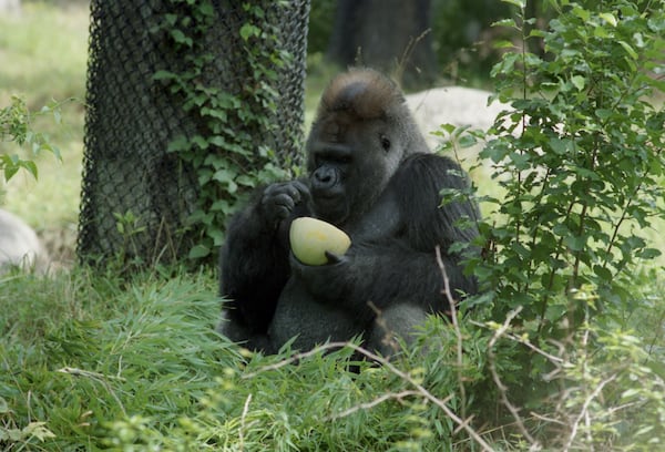 Gorilla Willie B. eating honeydew melon on his 34th birthday in 1992. KIMBERLY SMITH/AJC