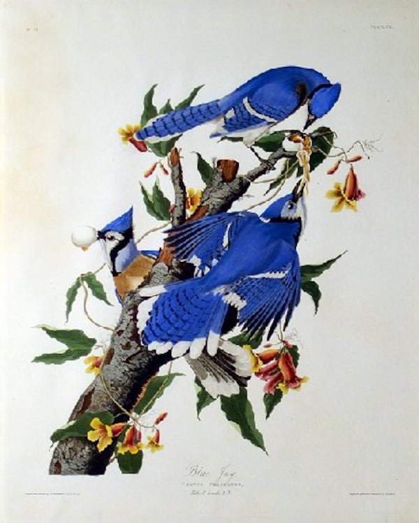 John James Audubon's "Blue Jay, Corvus Cristatus, " a hand-colored engraving on paper (engraved and colored by R. Havell Jr.) is included in the Oglethorpe University Museum exhibit through Aug. 23.