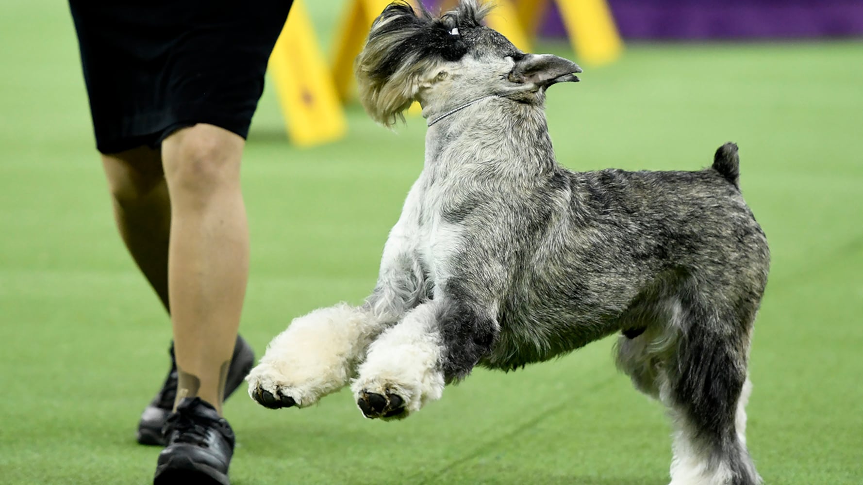 2019 Westminster Dog Show