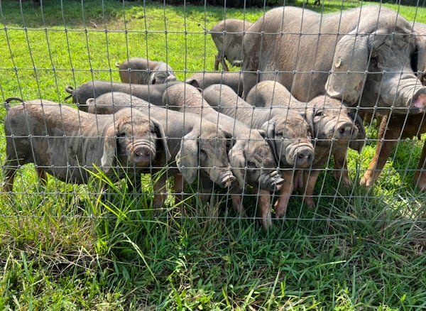 Meishan hogs are a Chinese breed, known for being good mothers and for having a docile personality. Courtesy of Laura Jensen