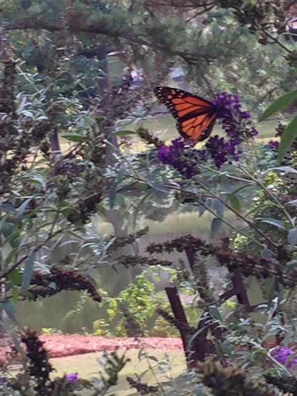 Peggy Kendall of Atlanta submitted this photo of a monarch butterfly enjoying nectar from her butterfly bush. "The background is our backyard and the small neighborhood lake, our paradise inside 285," she wrote.