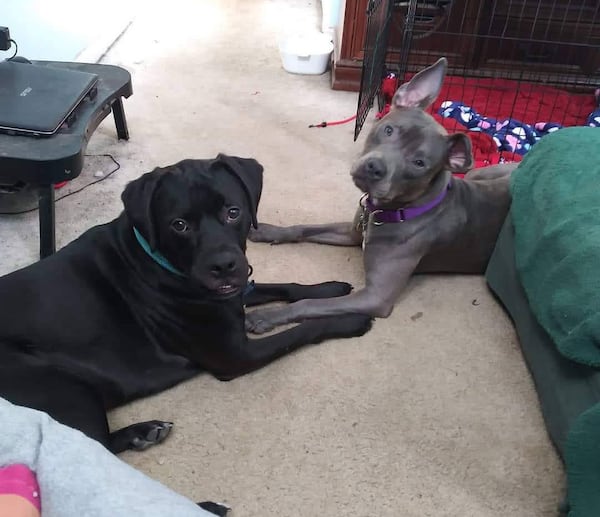 Farrah and Chanter were rescued by 61-year-old Sheila Fingerhood after Sheila lost two of her beloved pooches to cancer. She said her rescues keep her from being lazy by providing plenty of opportunities for walks or playing fetch in the yard. They’re also great companions when her husband and son are out of town.