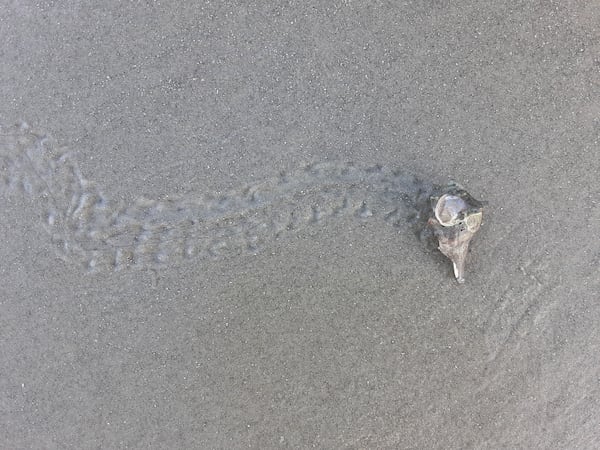 Faye Hardiman submitted this photo of a moving hermit crab on St. Simons beach.