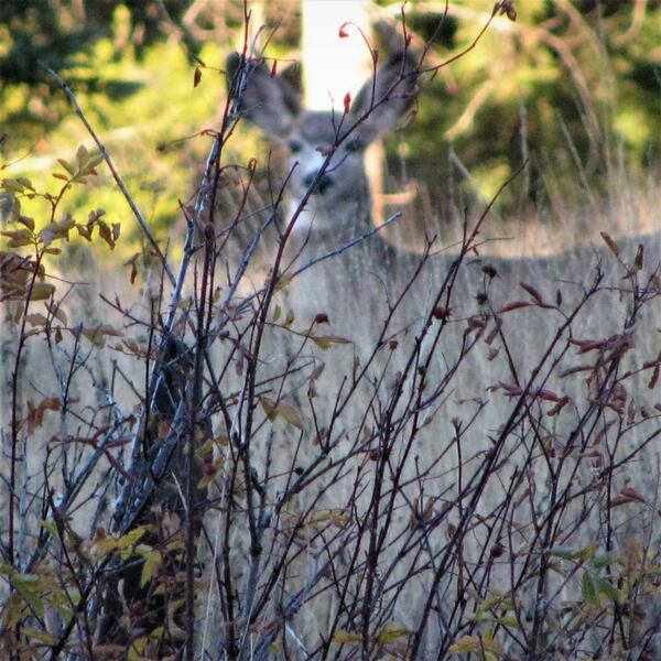 Laurie Mattingly took this photo of mule deer looking at her in Yellowstone National Park.  "I was thrilled to get the shot," she wrote.