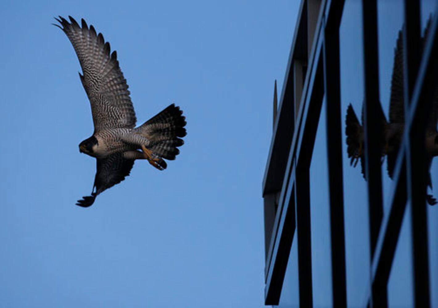 Falcons make a home in Atlanta