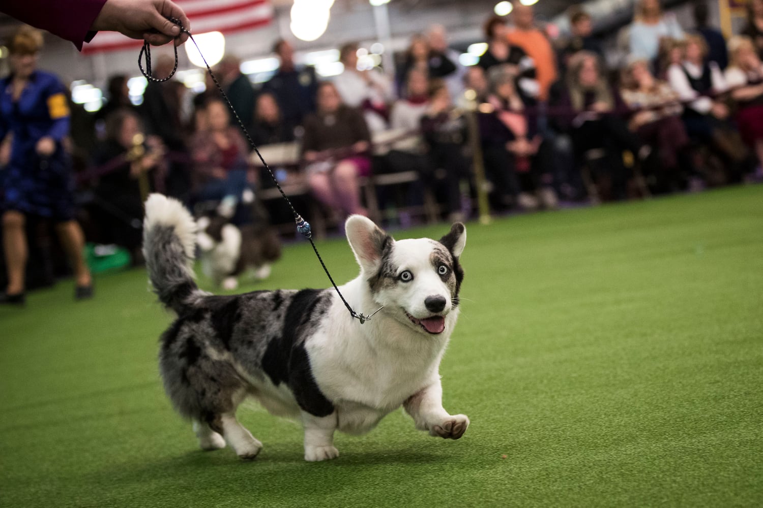 2017 Westminster Dog Show