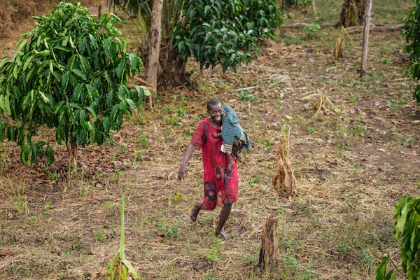 Catherine Bashiama, a farmer, walks through her coffee plantation that grows excelsa beans near Nzara, South Sudan on Sunday, Feb. 16, 2025. (AP Photo/Brian Inganga)