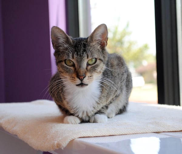 Pancake waiting to get taken home by her new cat mom.