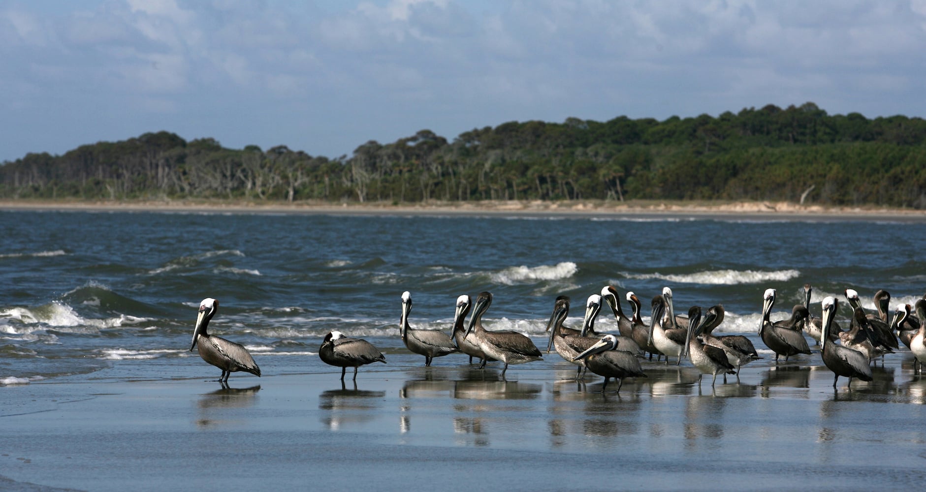 Coastal birds of Georgia