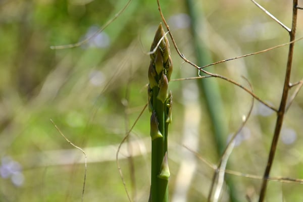 Leslee Morris submitted this photo she called "Asparagus growing in a spring garden."