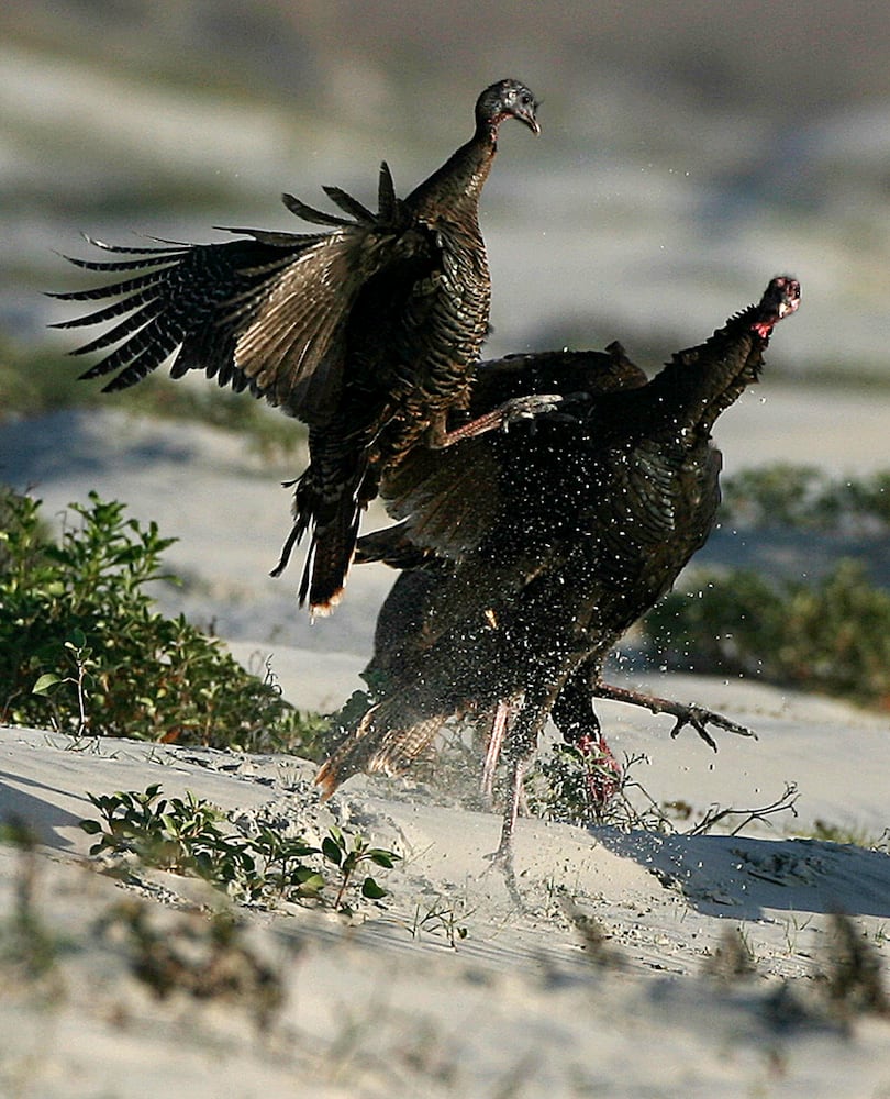 Coastal birds of Georgia