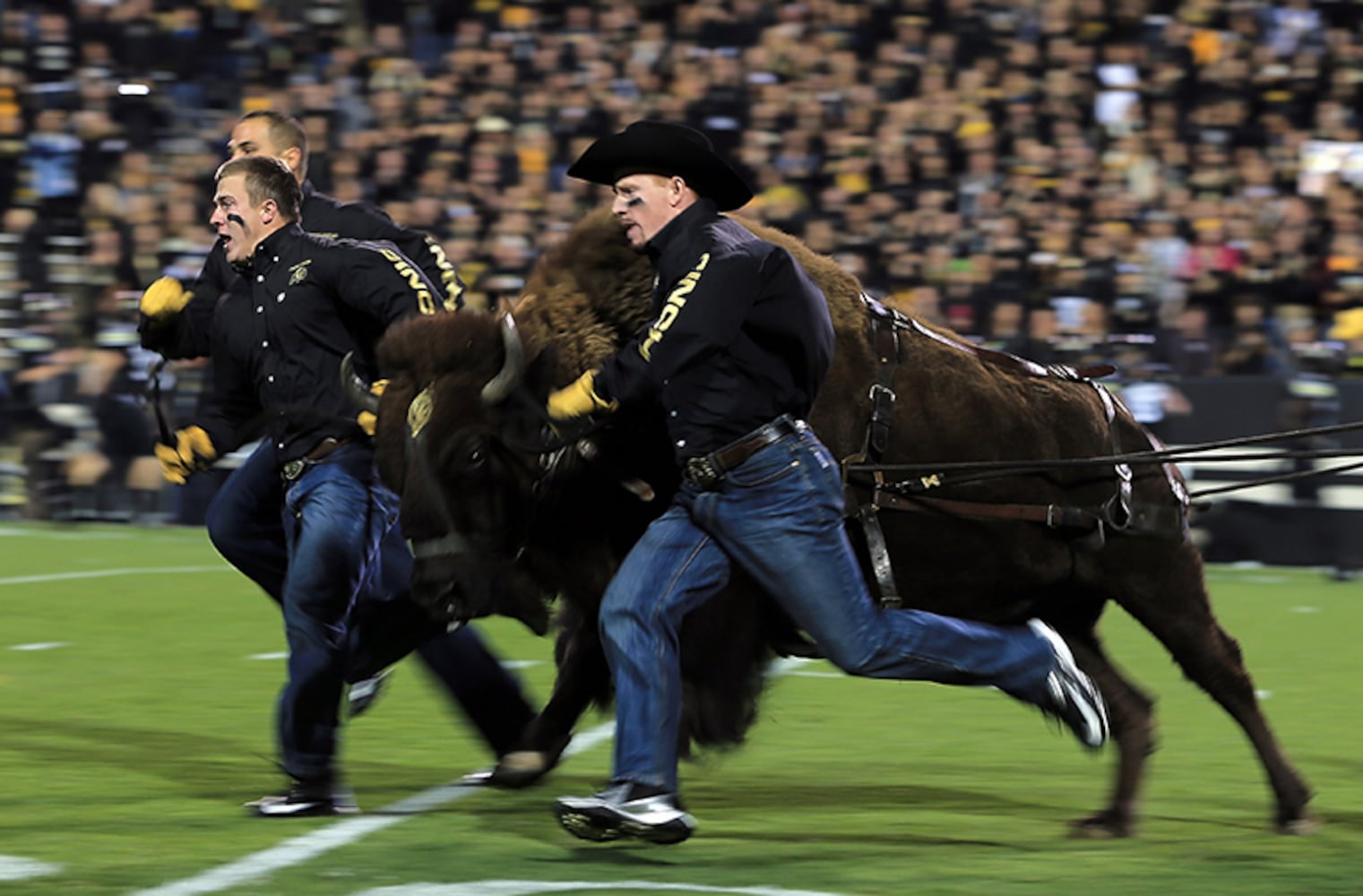 Colorado Buffaloes