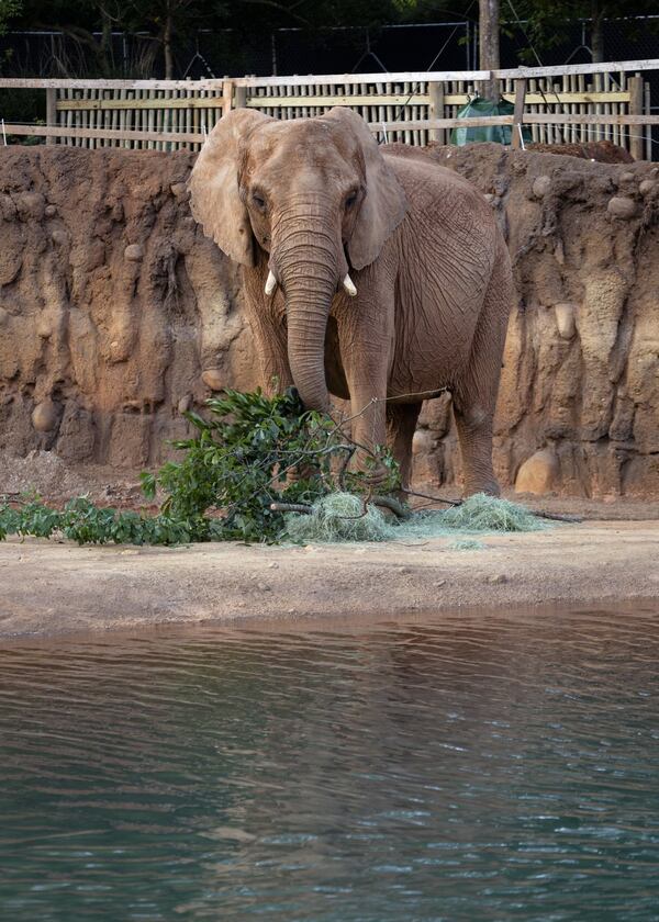 African elephant Kelly tried out her new home in the African Savanna habitat at Zoo Atlanta. The exhibit space and will triple the room available to elephants in their old home at the zoo. CONTRIBUTED: ZOO ATLANTA