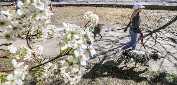 In this file photo, Christie Miller walked her dogs Wade (left) and Wynn (right) under the blooming trees of Chastain Park in Atlanta. Experts recommend cleaning dogs paws to reduce the amount of pollen entering the home. (John Spink / John.Spink@ajc.com)

