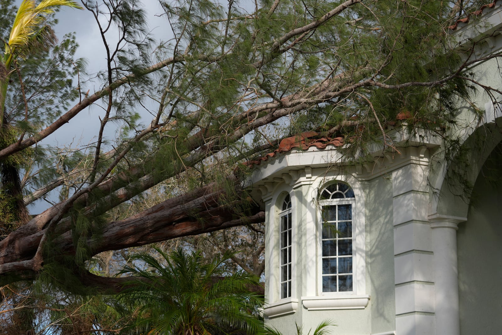 A tree lies atop a stately home in Siesta Key, Fla., following the passage Hurricane Milton, Thursday, Oct. 10, 2024. (AP Photo/Rebecca Blackwell)