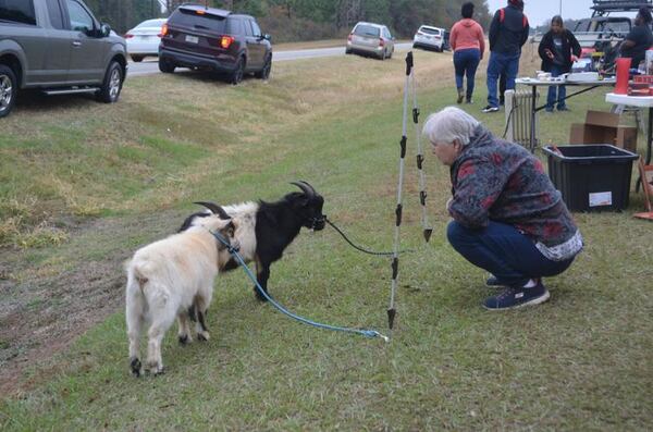 A pair of horned dwarf goats drew plenty of attention during the recent 65-mile High Cotton Yard Sale. (Photo Courtesy of Lucille Lannigan)