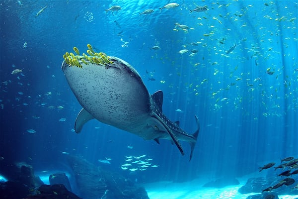 One of four whale sharks in the collection at the Georgia Aquarium swims in the Ocean Voyager tank.