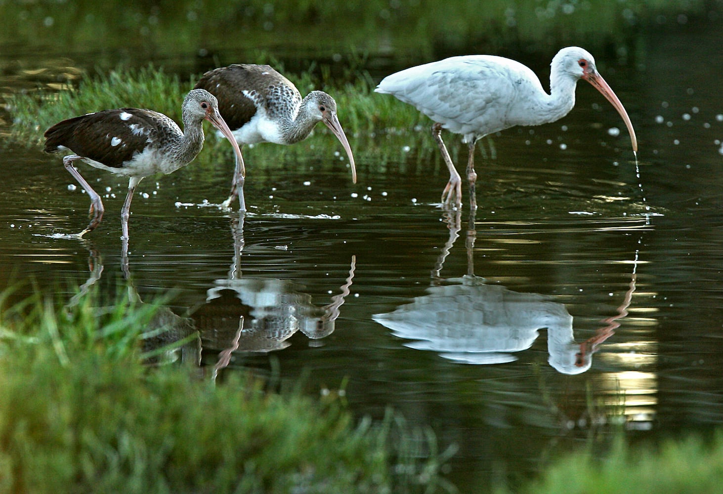 Coastal birds of Georgia