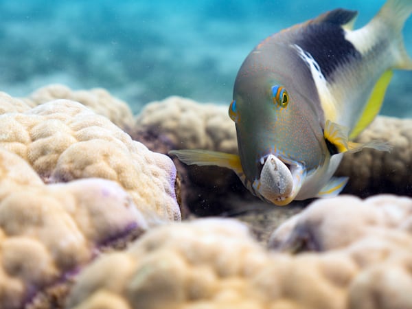 An orange-dotted tuskfish holds a clam in its formidable jaws on the Great Barrier Reef, Australia. These tuskfish are one of the few coral reef fish that use coral outcroppings as a tool. By forcefully smashing the clam on either side of the outcropping, the tuskfish is able to break apart its tough protective shell.