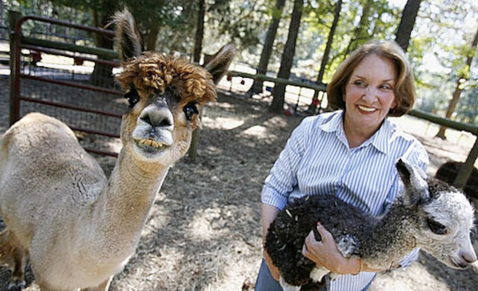 Alpaca farm in Snellville