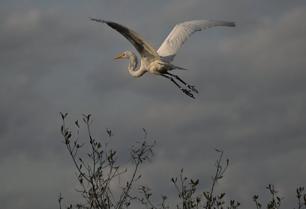 A Great egret flies over the Okefenokee Swamp on Monday, March 18, 2024. (Hyosub Shin/AJC)