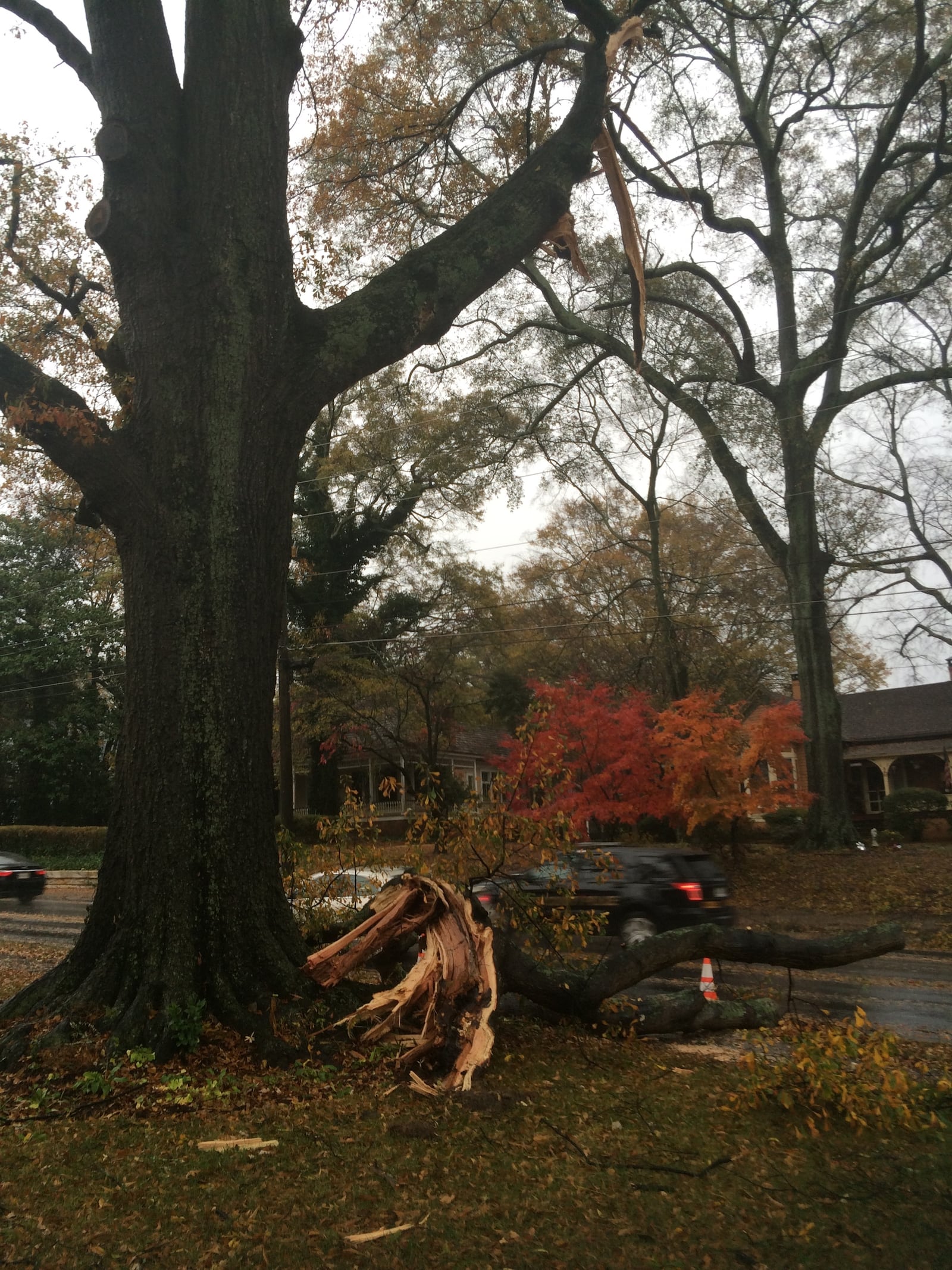 A tree lies in the roadway at the corner of Cherokee and Sessions streets in Marietta.