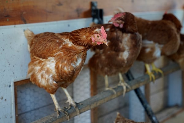 FILE - Red Star chickens roost in their coop Tuesday, Jan. 10, 2023, at Historic Wagner Farm in Glenview, Ill. (AP Photo/Erin Hooley, File)