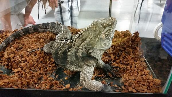 Meet some new friends at Repticon Atlanta in Gwinnett.