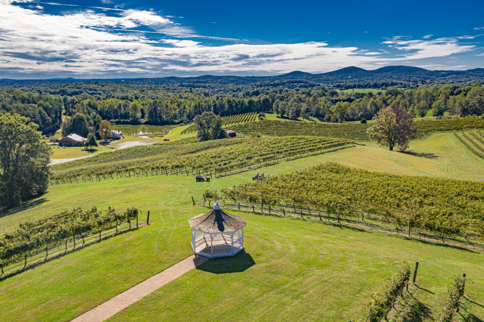 Vines at Three Sisters Vineyard flourish in North Georgia. 
(Courtesy of Three Sisters Vineyard.)