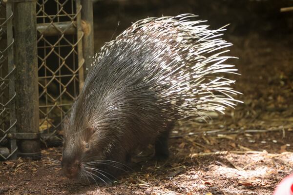 A porcupine is shown in it’s enclosure at Noah’s Ark Animal Sanctuary, Thursday, June 22, 2023, in Locust Grove, Ga. The sanctuary is about to reopen after it was the site of a bird flu outbreak last august. (Jason Getz / Jason.Getz@ajc.com)