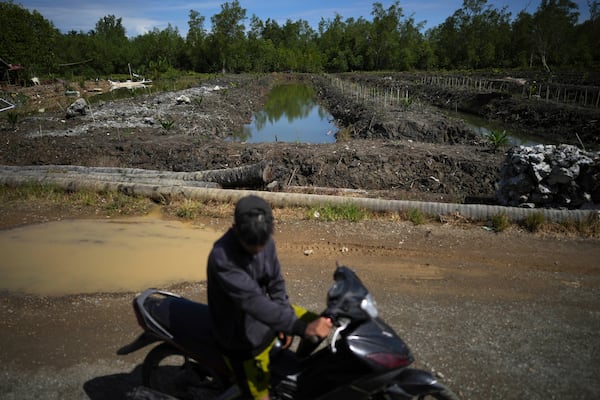 A man sits on his motorbike as a newly opened palm oil plantation with its canals are visible in the background in Budong-Budong, West Sulawesi, Indonesia, Monday, Feb. 24, 2025. (AP Photo/Dita Alangkara)