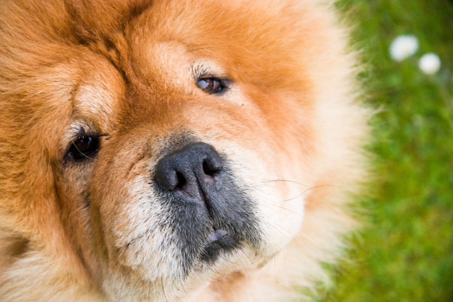 17 least-intelligent dog breeds