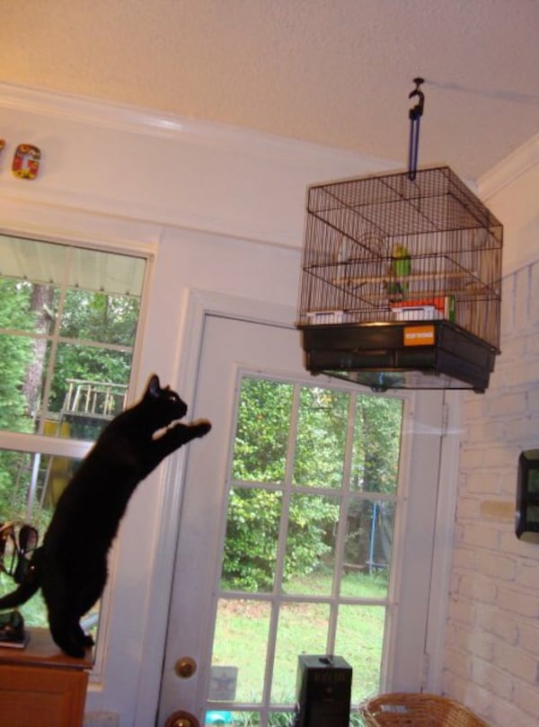 "Here’s a fun photo of our cat, Cleo, getting ready to leap into trouble," wrote Chris Keisling of Atlanta. "It reminded me of a Tweety Bird and Sylvester cartoon."